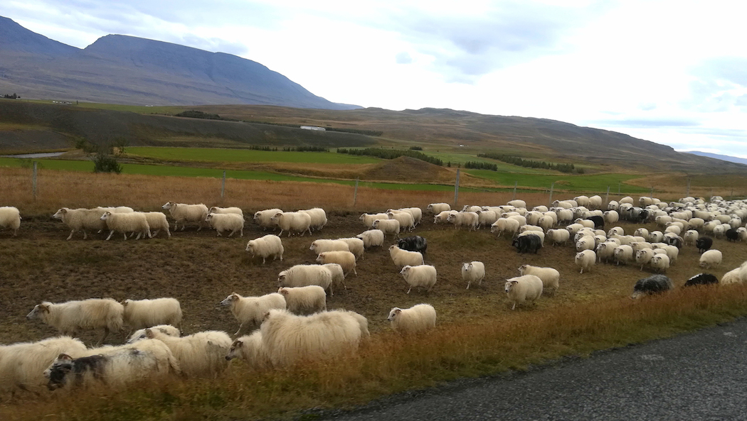 Schafsbtrieb